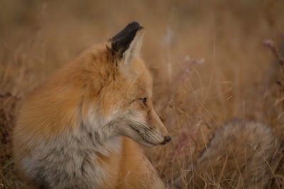 红狐坐在草地上的特写镜头